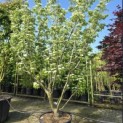 Cornus kousa 'Schmetterling' - 2