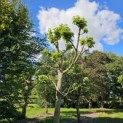 Tilia Tomentosa - 1