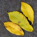 Asimina Triloba - Foto 1