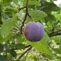Prunus domestica d' Althan - nog niet rijp in juli