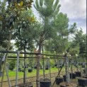Pinus Pinaster - Foto 3