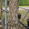 Pinus Pinaster - Foto 2
