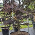 Acer palmatum 'Bloodgood' - 1