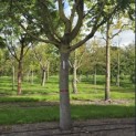 Pterocarya fraxinifolia - Foto 3