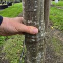 Carpinus betulus - Foto 6