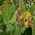 Carpinus betulus 'Pendula' - najaar