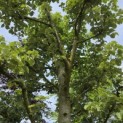 Tilia Tomentosa - 2