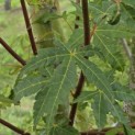 Acer palmatum - 1