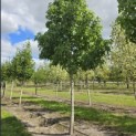 Liquidambar styraciflua 'Palo Alto' - Foto 1