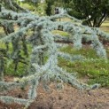 Cedrus libani 'Glauca' - 3