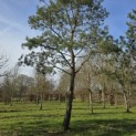 Pinus sylvestris - Foto 5