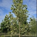 Liriodendron tulipifera 'Snowbird' - 3