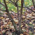 Corylus Avellana 'Aurea' - 6