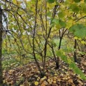 Corylus Avellana 'Aurea' - 5