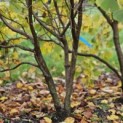 Corylus Avellana 'Aurea' - 7