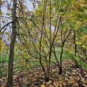 Corylus Avellana 'Aurea' - 4