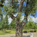 Quercus Suber - 3