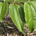 Heptacodium miconioides - Foto 8