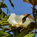 Magnolia grandiflora 'Galissonnière' - 2