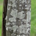 Carpinus betulus - Foto 9