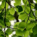 Fagus sylvatica