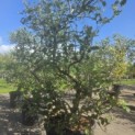 Malus domestica 'Starking Delicious' - Foto 2