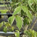 Acer negundo 'Flamingo' - Foto 1