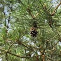 Pinus sylvestris - Foto 1