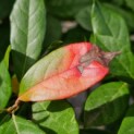 Nyssa sylvatica - Foto 2