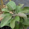 Malus domestica 'Maypole' - 1