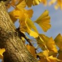 Ginkgo biloba