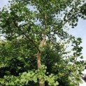 Ginkgo biloba