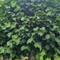 Tilia americana 'Nova' - Afbeelding 1