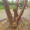 Acer griseum - 3