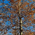 Fagus sylvatica 'Atropunicea' - Afbeelding 1005 maart 2023