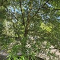 Quercus phellos - Foto 6