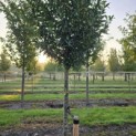 Prunus laur. Caucasica - 3
