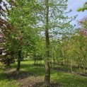 Liquidambar styraciflua - 2