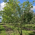Liriodendron tulipifera 'Aureomarginatum' - Foto 1
