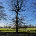 Fagus sylvatica - 2025