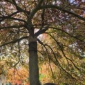 Acer palmatum 'Garnet' - Foto 3