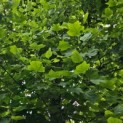 Liriodendron tulipifera - 2