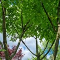 Gymnocladus dioica - Afbeelding 7