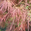 Acer palmatum 'Dragon's fire' - Foto 6