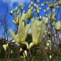 Magnolia 'Yellow River' - 2