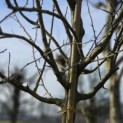 Malus domestica 'Notarisappel' - 3