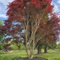 Acer palmatum 'Atropurpureum' - Foto 5
