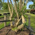 Heptacodium miconioides - Foto 6