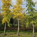 Ginkgo biloba - 2