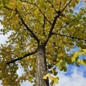 Ginkgo biloba - kroon najaar 2025